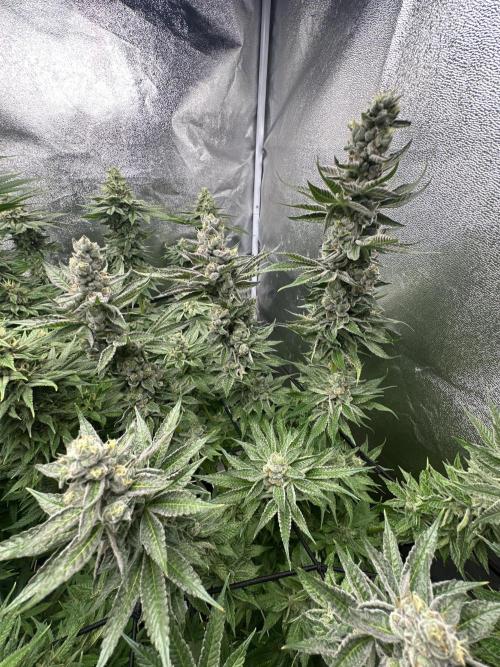 Crazy Platinum Marker. Week 15