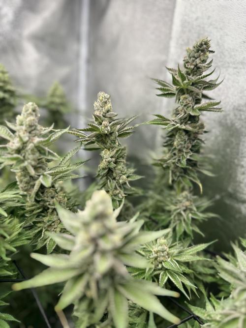 Crazy Platinum Marker. Week 16