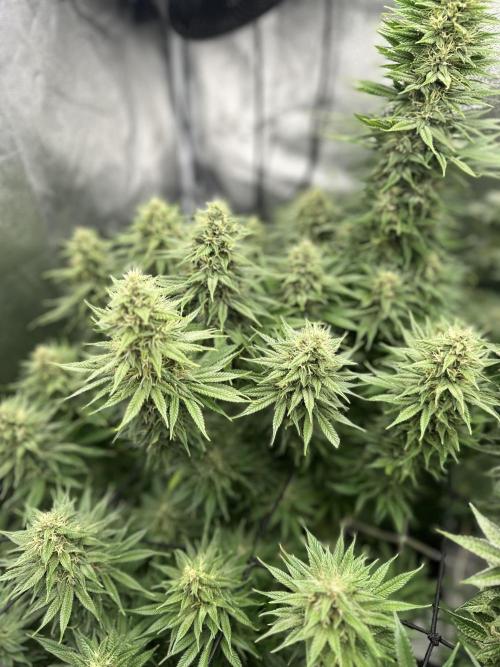 Crazy Platinum Marker. Week 16
