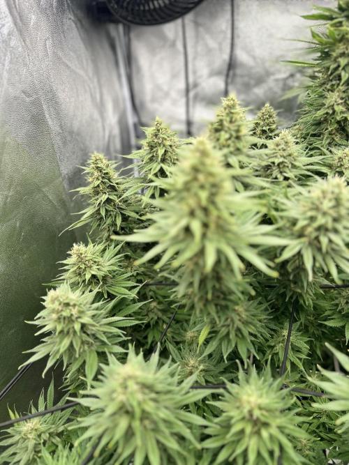 Crazy Platinum Marker. Week 16