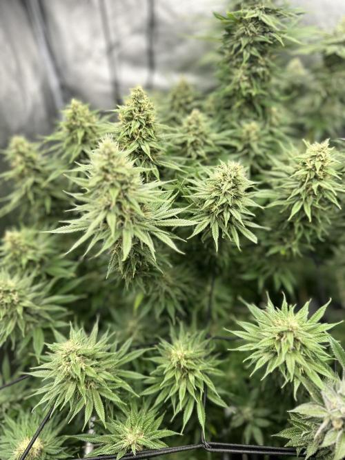 Crazy Platinum Marker. Week 16