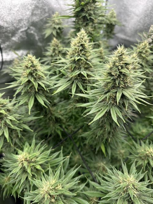 Crazy Platinum Marker. Week 16