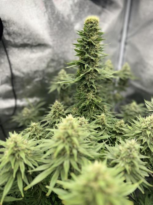 Crazy Platinum Marker. Week 16