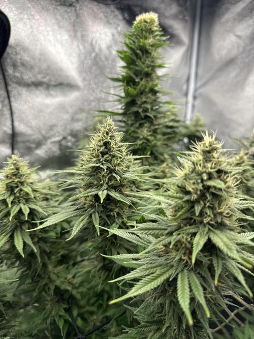 Crazy Platinum Marker. Week 16
