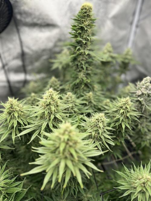 Crazy Platinum Marker. Week 16