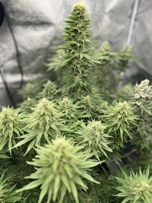Crazy Platinum Marker. Week 16