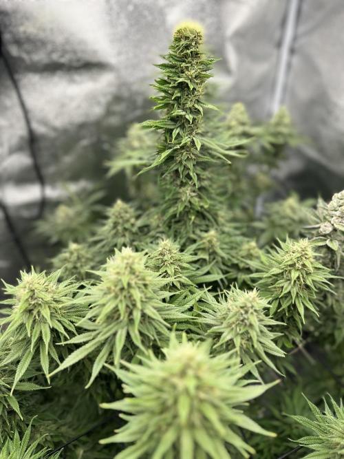 Crazy Platinum Marker. Week 16