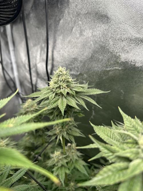 Crazy Platinum Marker. Week 16