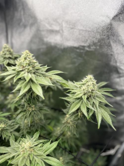 Crazy Platinum Marker. Week 16