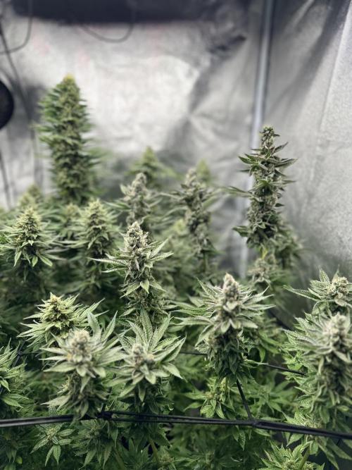 Crazy Platinum Marker. Week 16