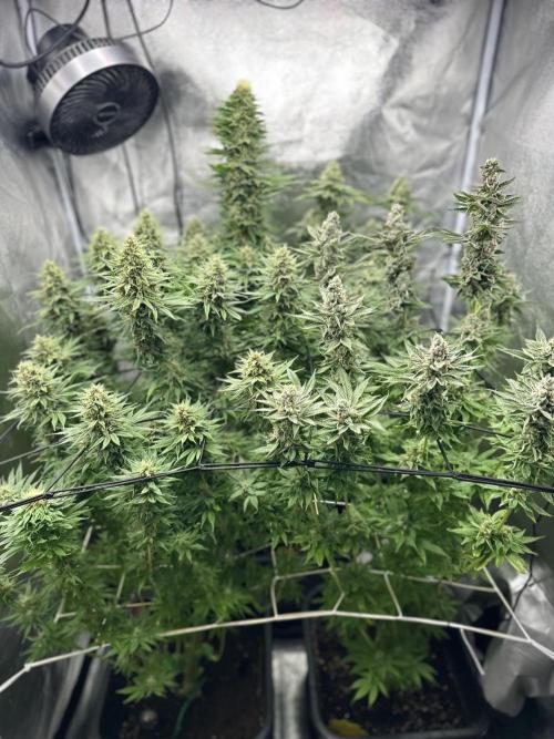 Crazy Platinum Marker. Week 16