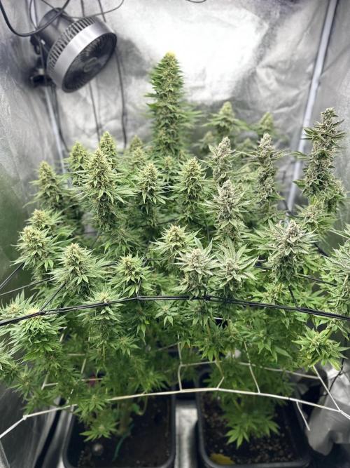 Crazy Platinum Marker. Week 16