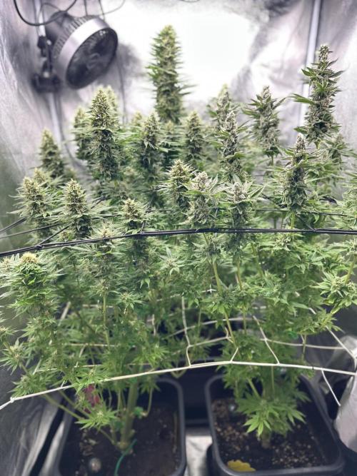 Crazy Platinum Marker. Week 16