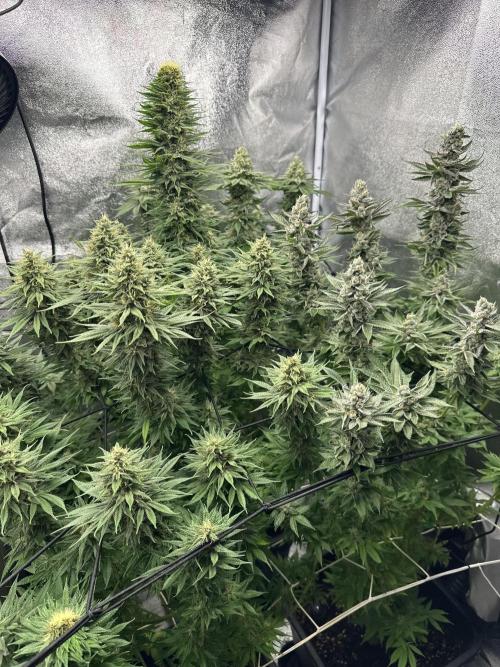 Crazy Platinum Marker. Week 16