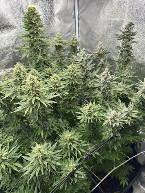 Crazy Platinum Marker. Week 16