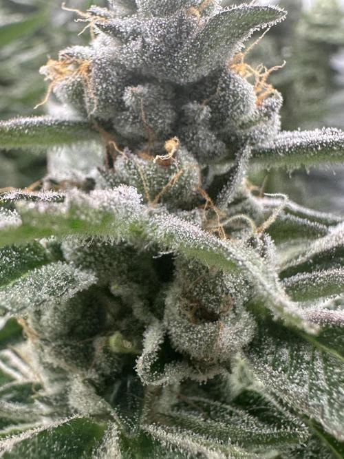 Crazy Platinum Marker. Week 17