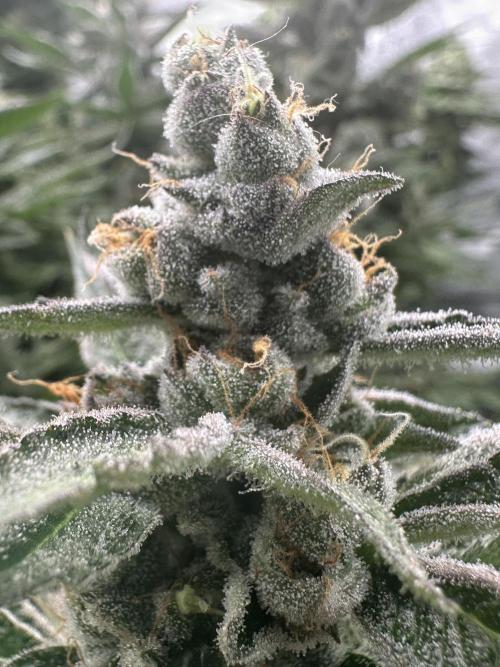 Crazy Platinum Marker. Week 17