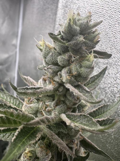 Crazy Platinum Marker. Week 17