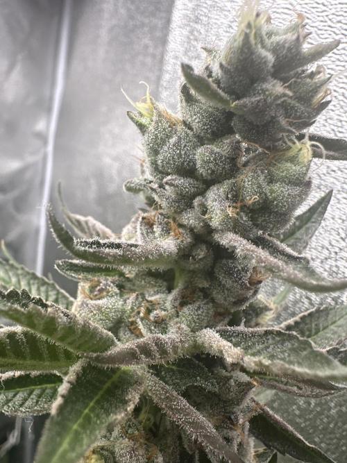 Crazy Platinum Marker. Week 17