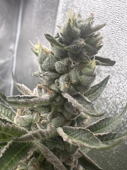 Crazy Platinum Marker. Week 17