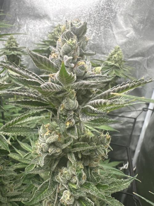 Crazy Platinum Marker. Week 17