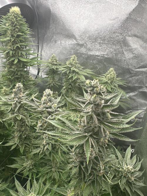Crazy Platinum Marker. Week 17