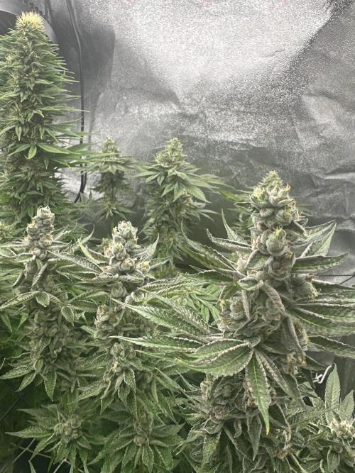 Crazy Platinum Marker. Week 17