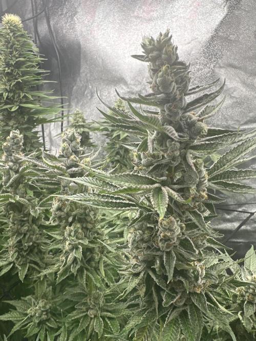 Crazy Platinum Marker. Week 17