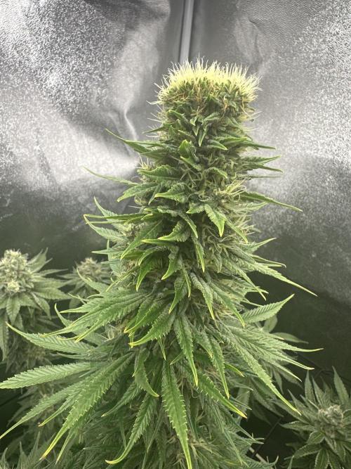 Crazy Platinum Marker. Week 17