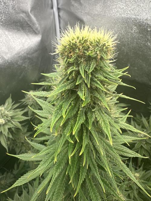 Crazy Platinum Marker. Week 17
