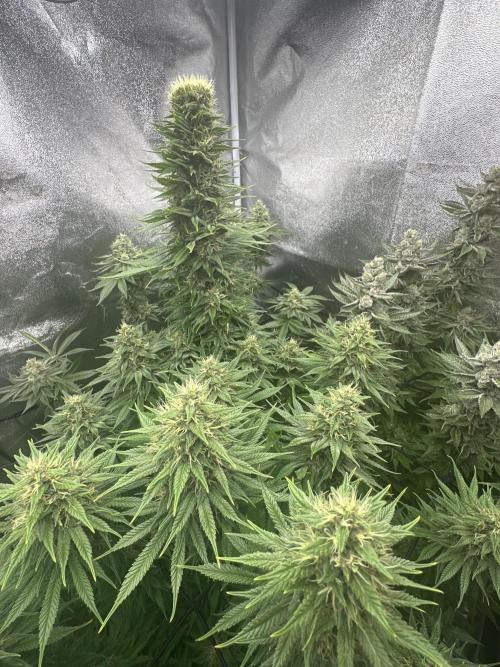 Crazy Platinum Marker. Week 17