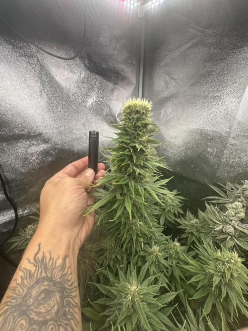 Crazy Platinum Marker. Week 17