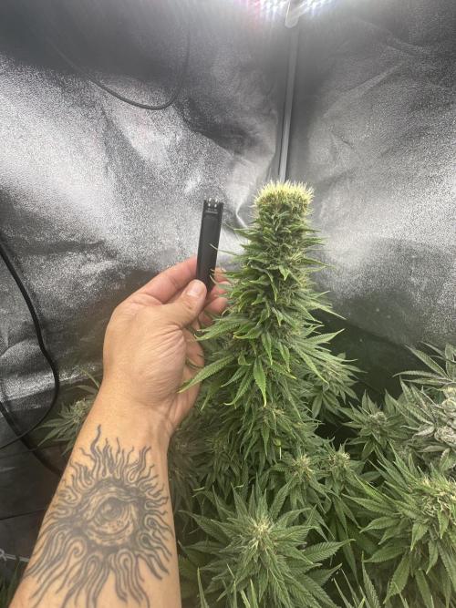 Crazy Platinum Marker. Week 17