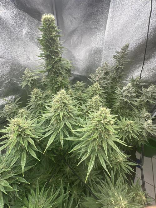 Crazy Platinum Marker. Week 17