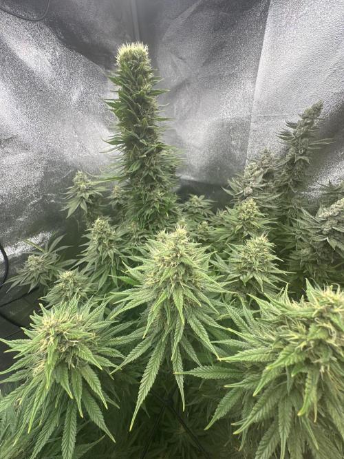 Crazy Platinum Marker. Week 17