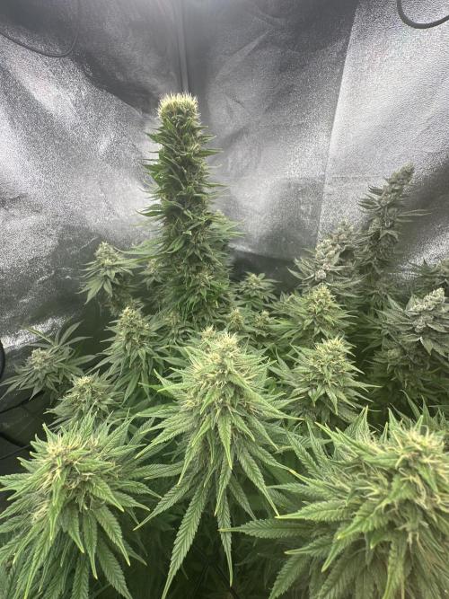 Crazy Platinum Marker. Week 17