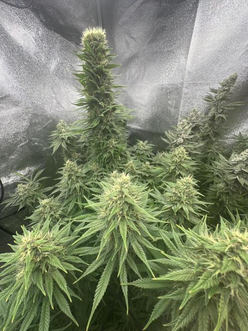 Crazy Platinum Marker. Week 17