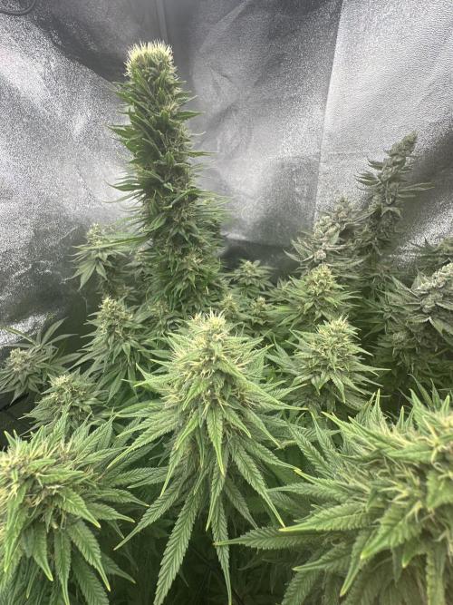 Crazy Platinum Marker. Week 17