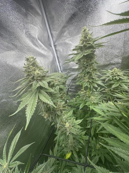 Crazy Platinum Marker. Week 17