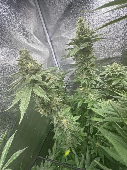 Crazy Platinum Marker. Week 17
