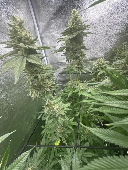 Crazy Platinum Marker. Week 17