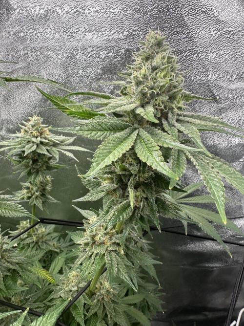 Crazy Platinum Marker. Week 18