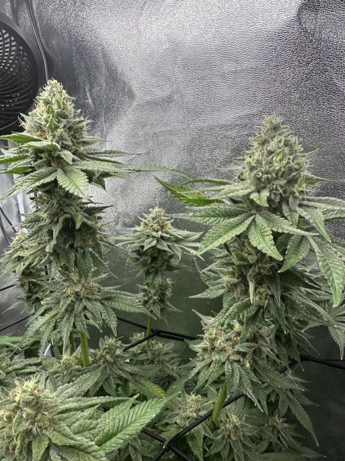 Crazy Platinum Marker. Week 18