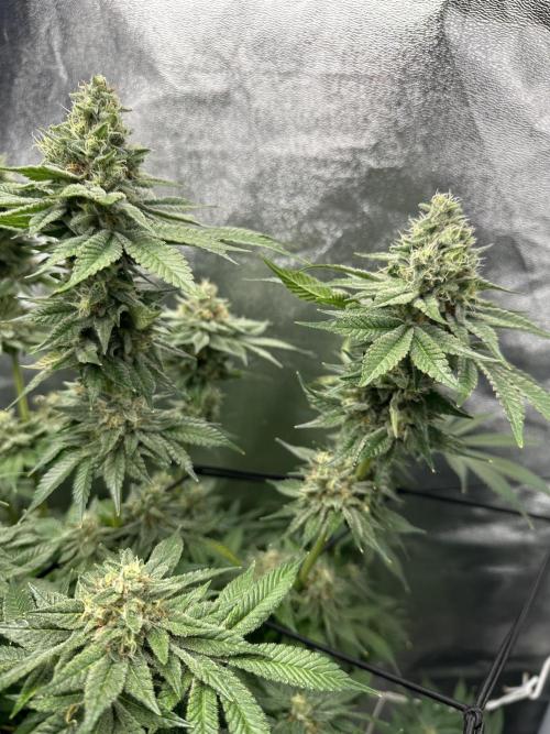 Crazy Platinum Marker. Week 18
