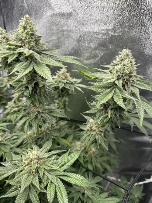 Crazy Platinum Marker. Week 18