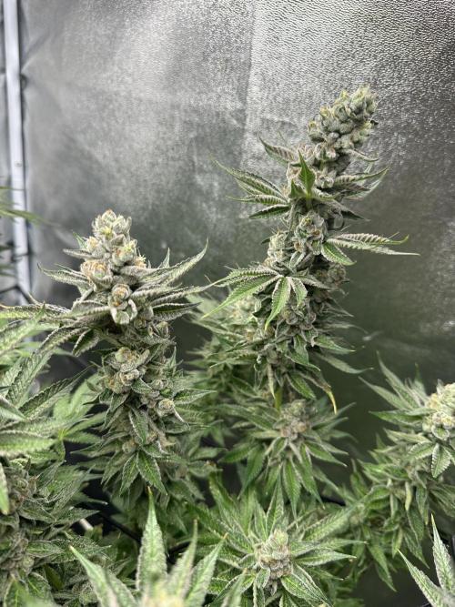 Crazy Platinum Marker. Week 18