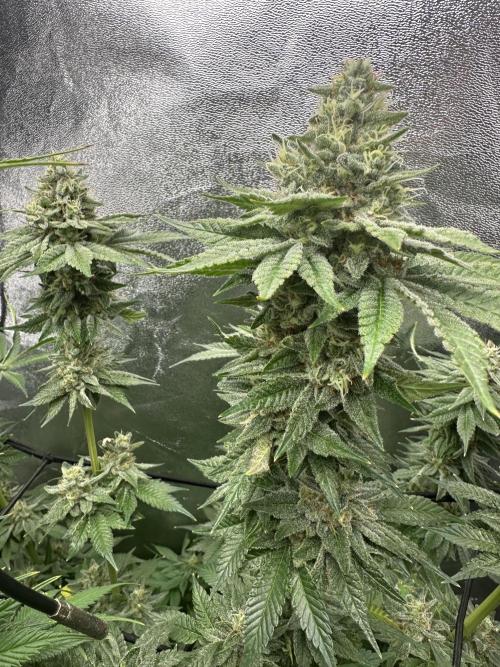 Crazy Platinum Marker. Week 18
