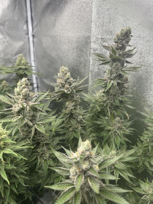 Crazy Platinum Marker. Week 18