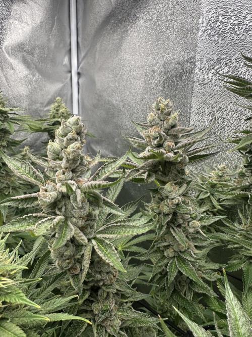 Crazy Platinum Marker. Week 18