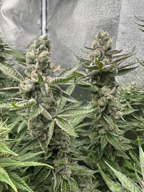 Crazy Platinum Marker. Week 18